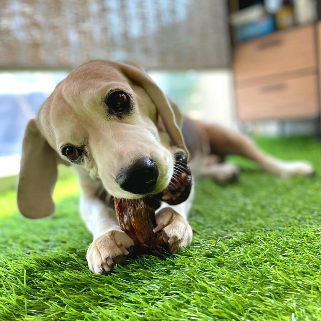 puppy toy