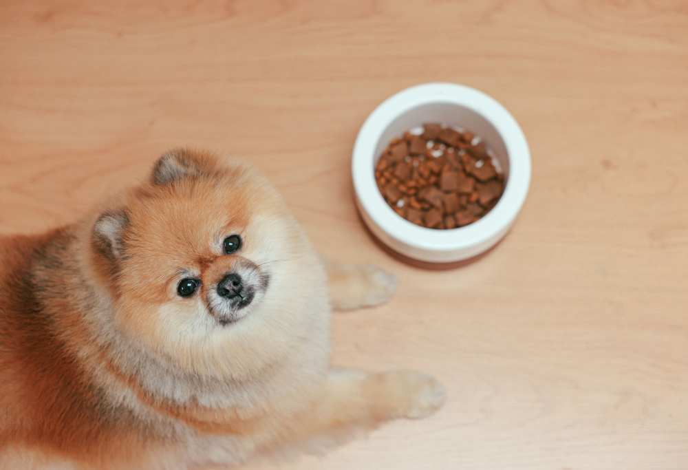 How To Feed A Picky Dog: A Complete Guide