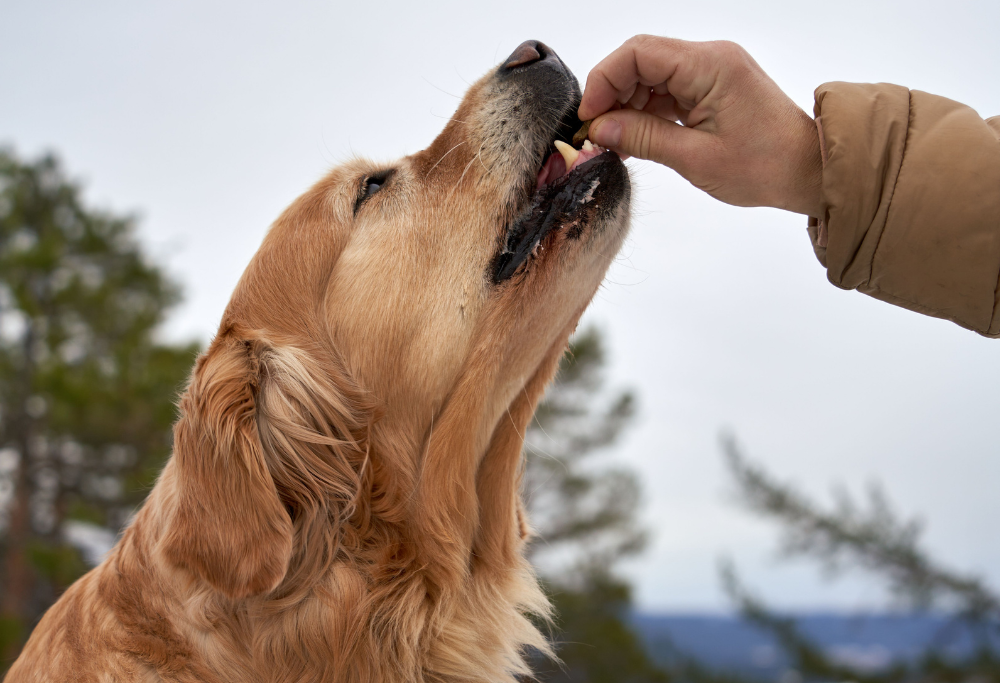 What Makes A Dog Treat Healthy? A Guide To Choosing Better Treats For Your Dog