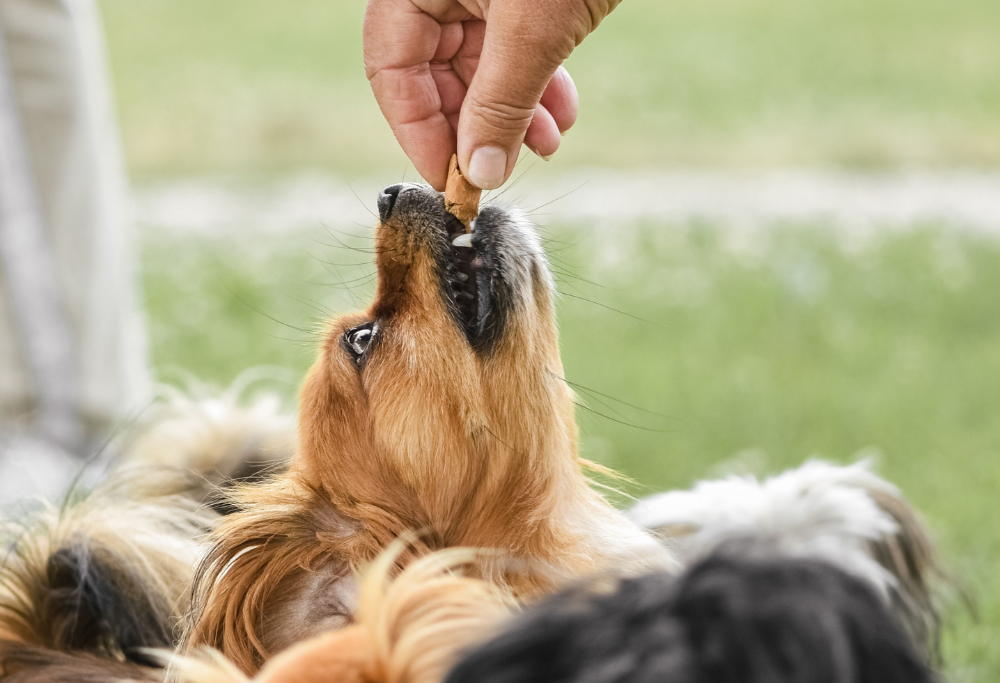 Are Dog Treats Healthy? Everything Dog Owners Need To Know