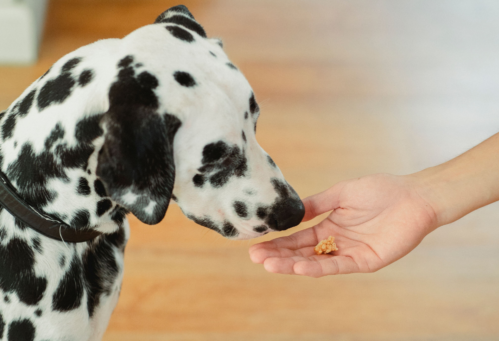 Ingredients To Avoid In Dog Treats: A Dog Owner’s Guide