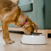 What are anti-inflammatory foods and how can your dog benefit from it too?