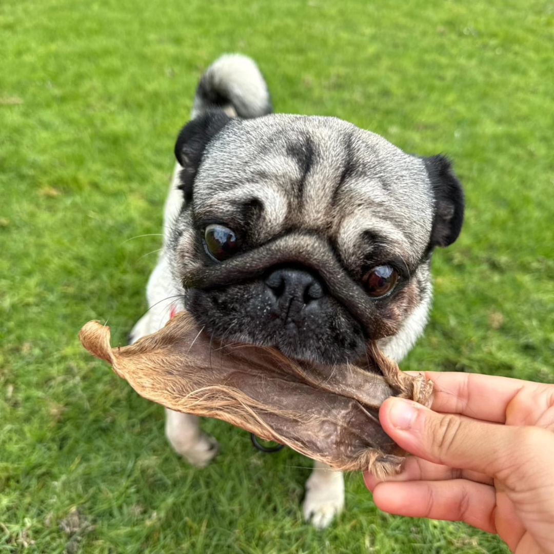 Benefits of Furry Treats For Your Dog