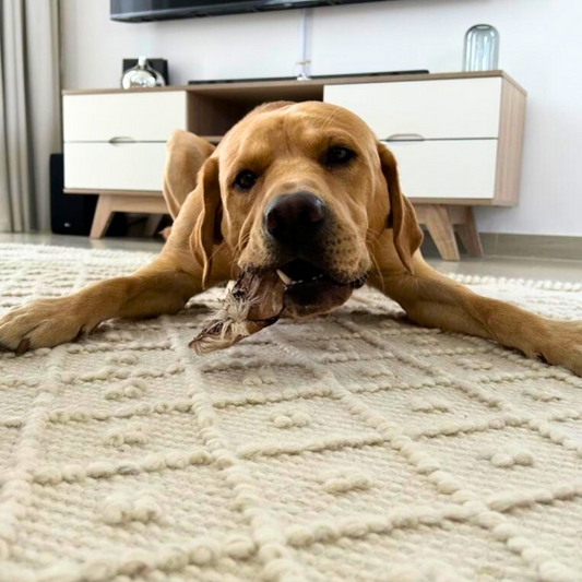 Top 3 Additives to Avoid in Your Dog's Treats