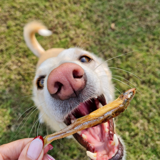 From Brain to Tail: How Seafood Supports Your Dog's Well-being