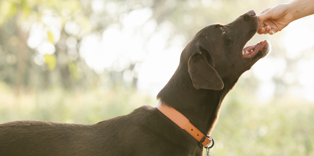 Why Dehydrated Dog Treats are the Best Choice for Your Dog’s Health