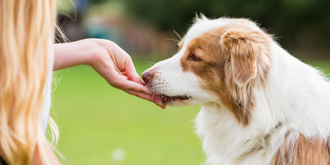 5 Benefits of Organic Dog Treats for Happy, Healthy Dogs