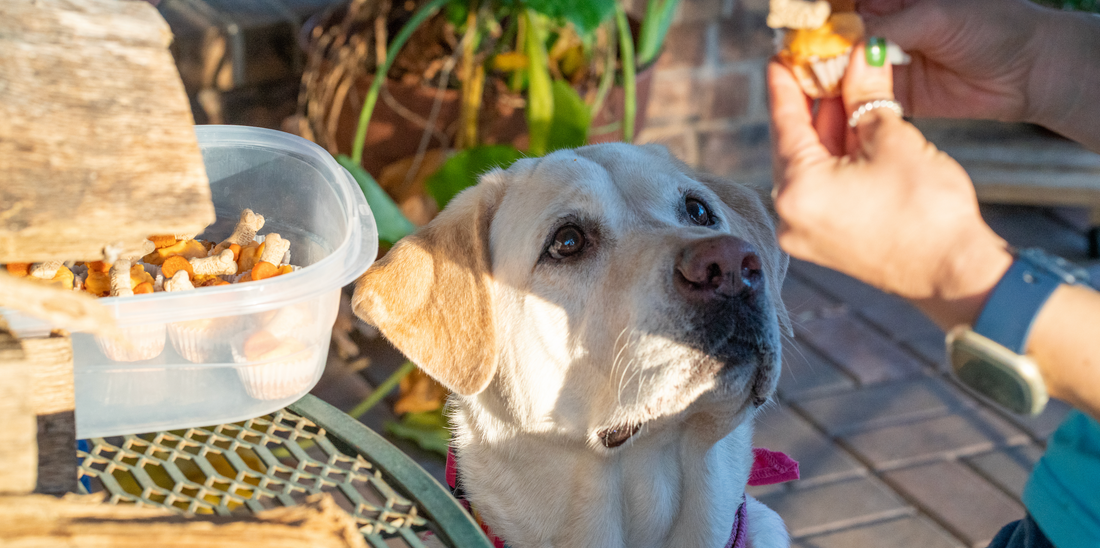 The Best Dog Treats in Dubai: Handmade and Full of Flavour