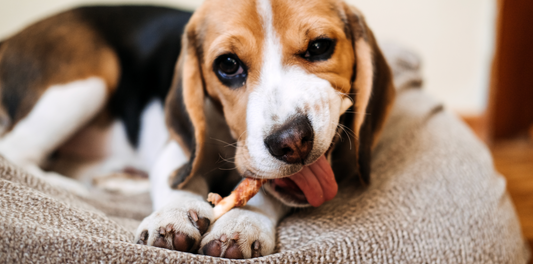 Healthy Dog Treats: What to Look For and What to Avoid