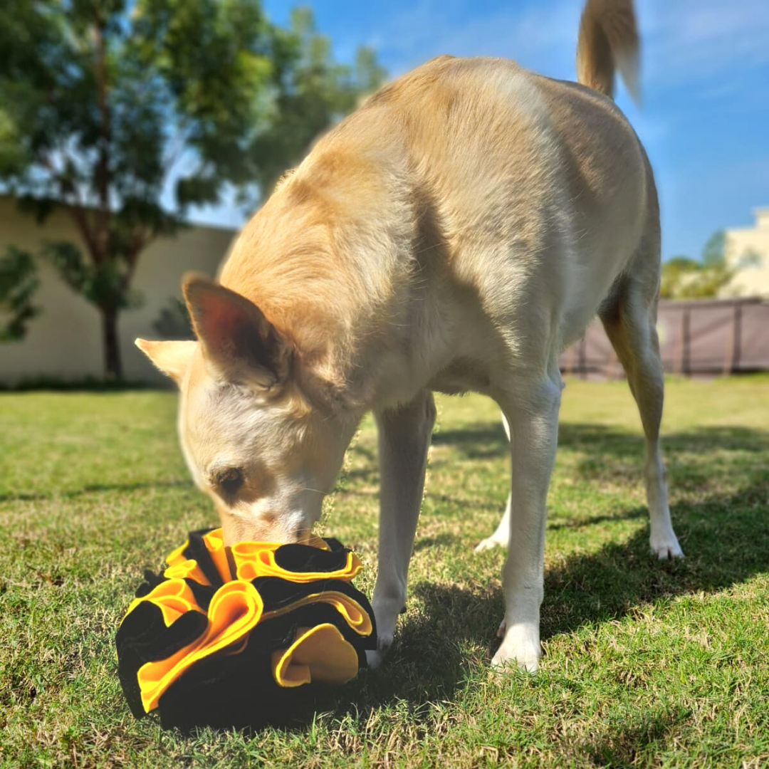 10 Best Dog Toys to Keep Your Puppy Busy, by Pets Lounge UAE