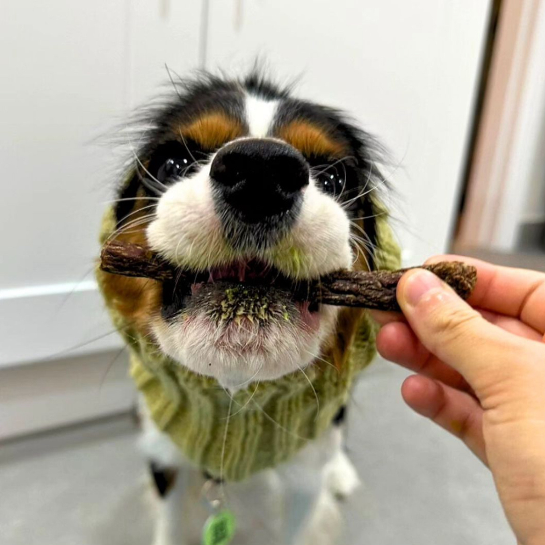 Healthy Dog Treats - Beef & Bell Pepper