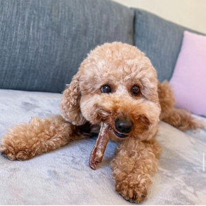 Healthy Dog Treats - Beef Gullet