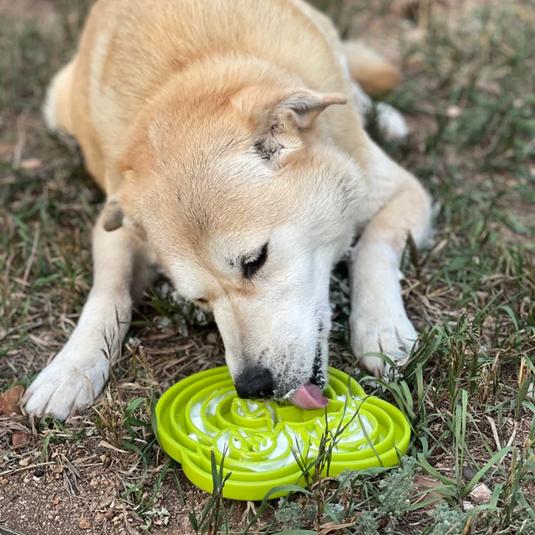 Dog Slow Feeder Tray - Water Frog