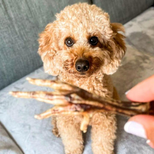 Chicken Feet Dog Chews