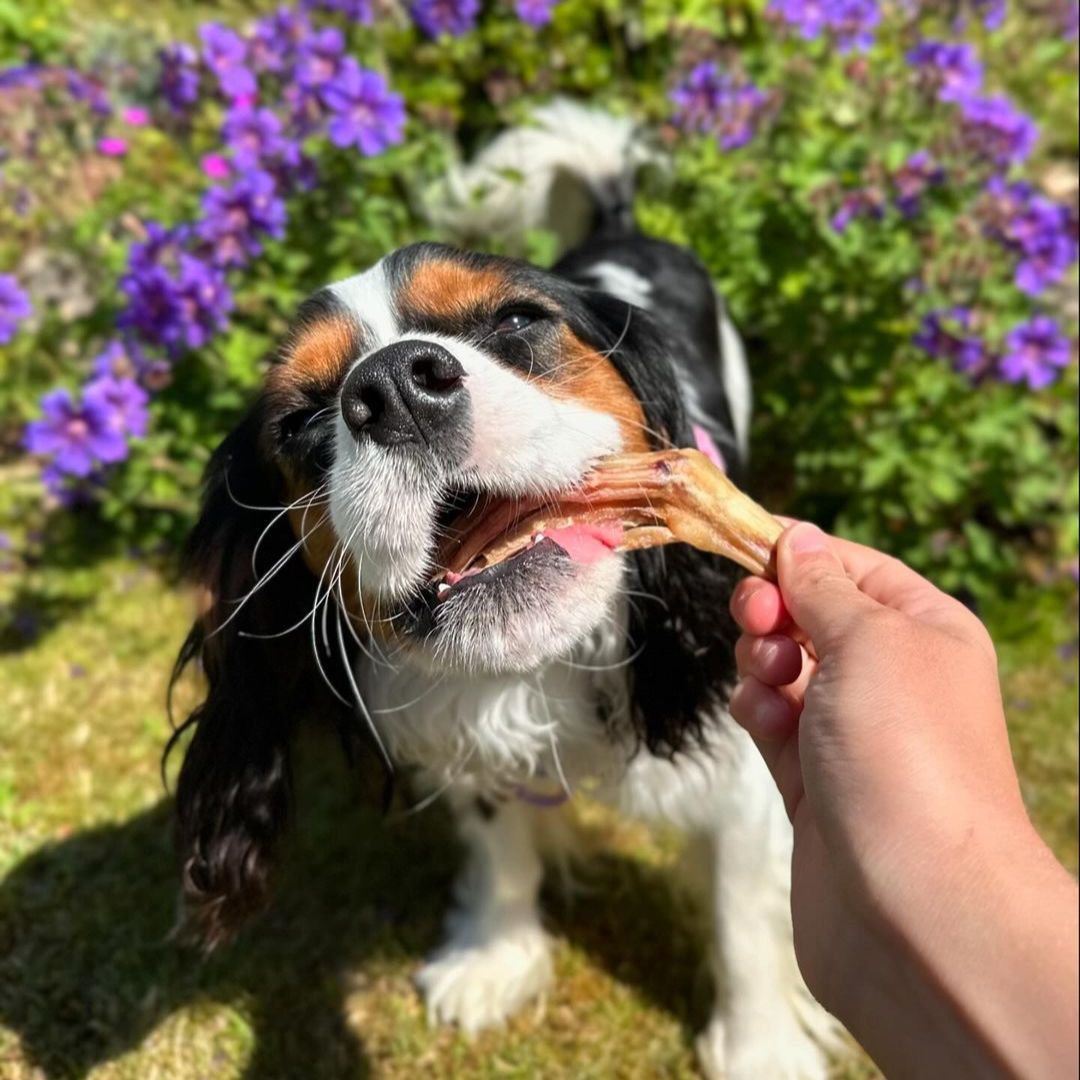 Duck Feet Chews Value Pack