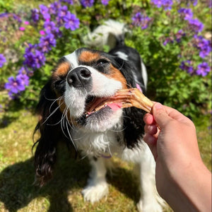 XL Pack of Dog Treats - Duck Feet