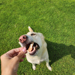 Healthy Dog Treats - Shrimp