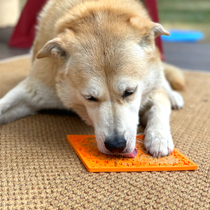 zombie lick mat dog