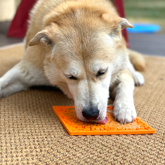zombie lick mat dog